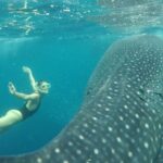 Whale Shark Sumbawa: A Journey into the Deep Blue