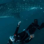 Discovering the Majestic Whale Sharks of Saleh Bay: A Marine Wonderland